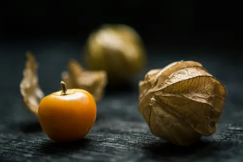 Le Physalis